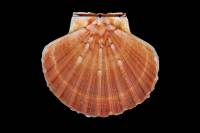 Coquille St-Jacques (Pecten maximus)